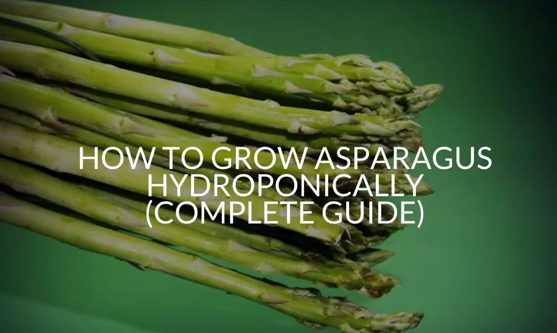 How To Grow Asparagus Hydroponically (Complete Guide)
