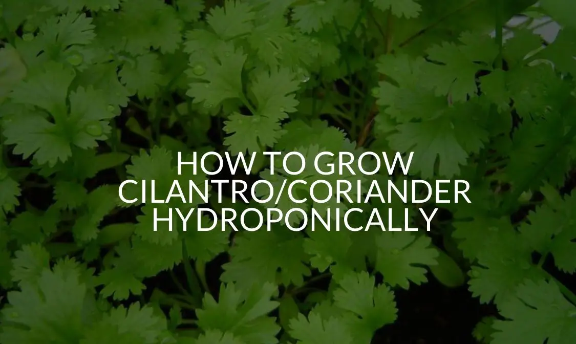 How To Grow Cilantro/Coriander Hydroponically (Step By Step Guide)
