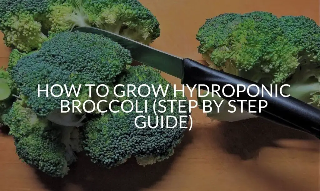How To Grow Hydroponic Broccoli (Step By Step Guide) Soak And Soil