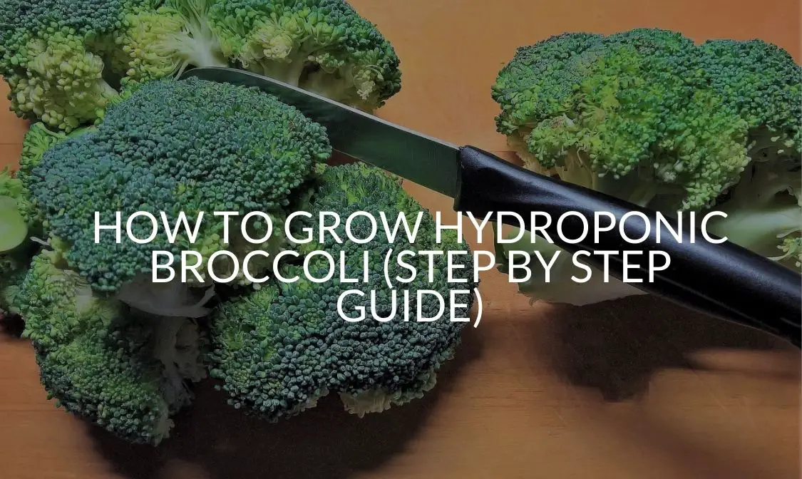 How To Grow Hydroponic Broccoli (Step By Step Guide)