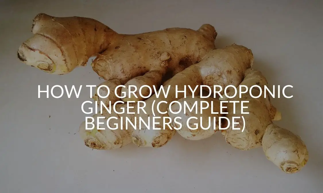 How To Grow Hydroponic Ginger (Complete Beginners Guide)