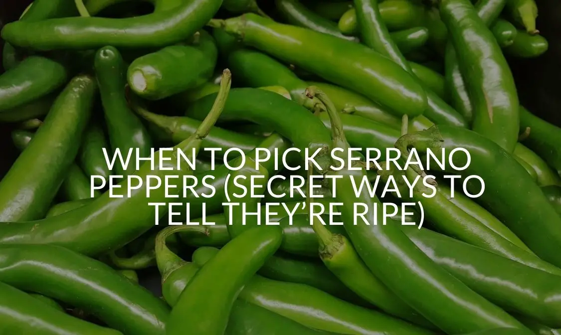 When To Pick Serrano Peppers (Secret Ways To Tell They're Ripe)