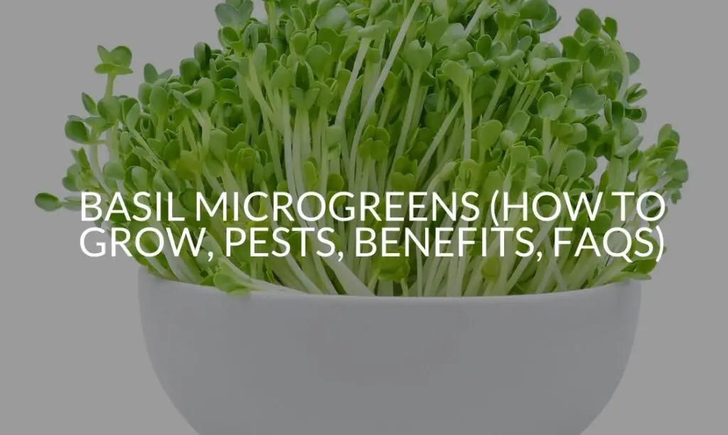 Basil Microgreens (How To Grow, Pests, Benefits, FAQs) Soak And Soil