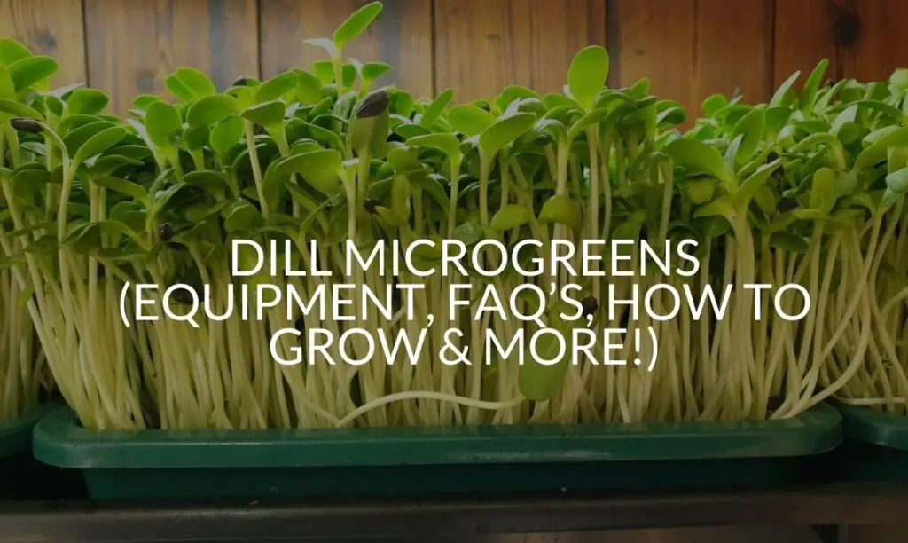 Dill Microgreens (Equipment, FAQ's, How To Grow & More!) Soak And Soil