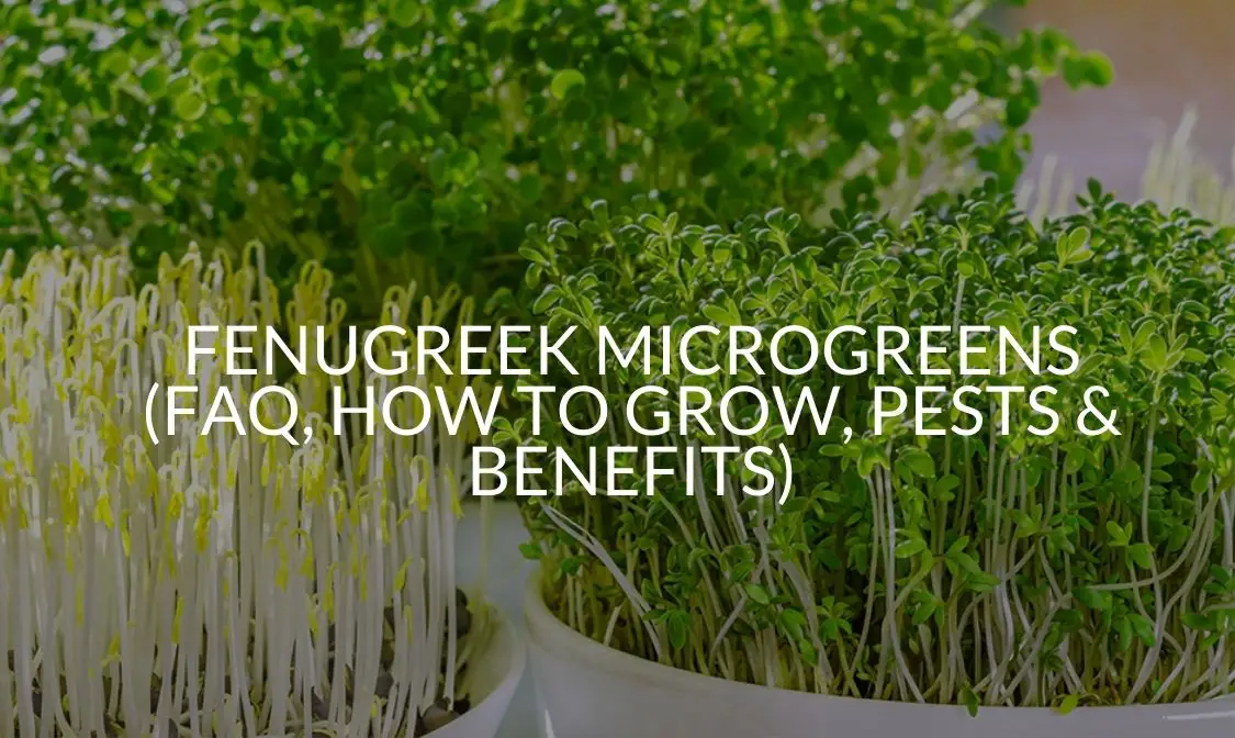 Fenugreek Microgreens (FAQ, How To Grow, Pests & Benefits)