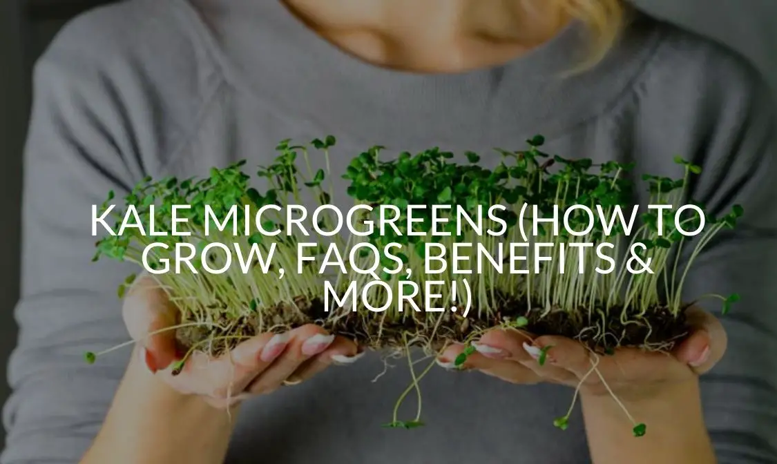 Kale Microgreens (How To Grow, FAQs, Benefits & More!)