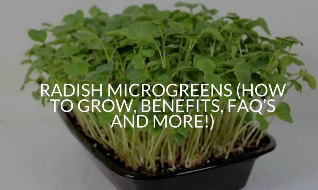 Radish Microgreens (How To Grow, Benefits, FAQ's And More!) Soak And Soil
