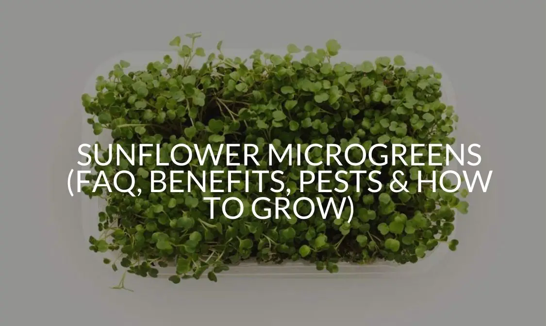 Sunflower Microgreens (FAQ, Benefits, Pests & How To Grow)