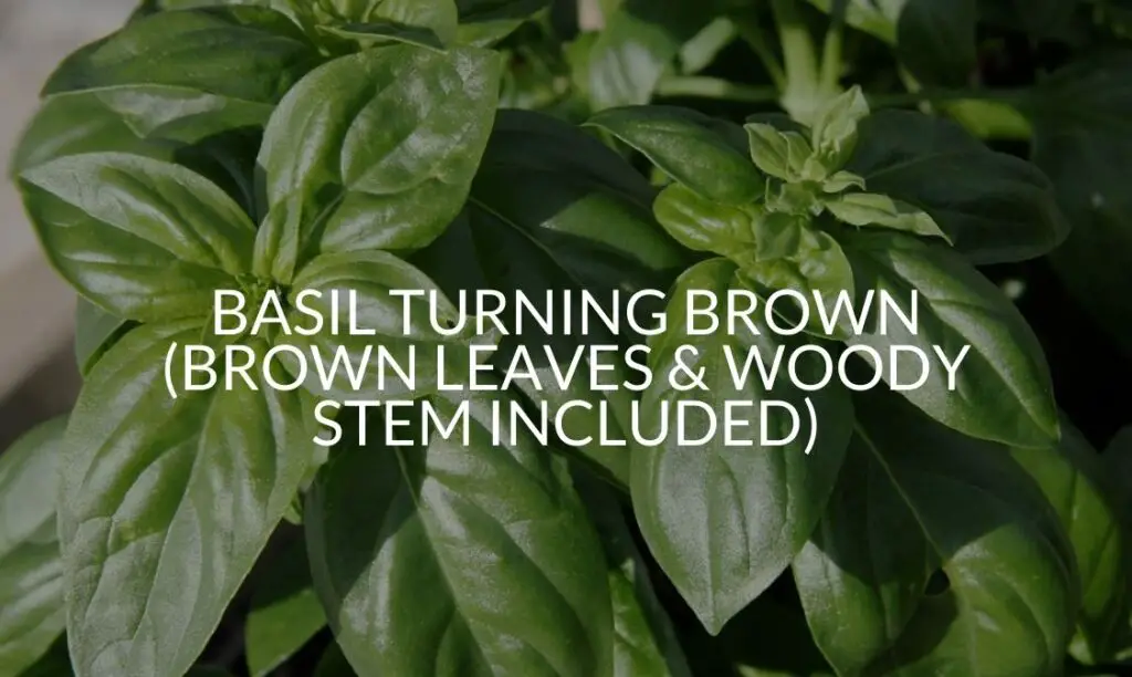 Basil Turning Brown (Brown Leaves & Woody Stem Included) Soak And Soil
