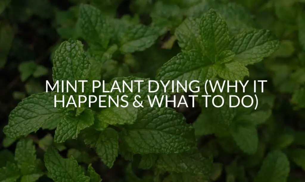 Mint Plant Dying (Why It Happens & What To Do) Soak And Soil
