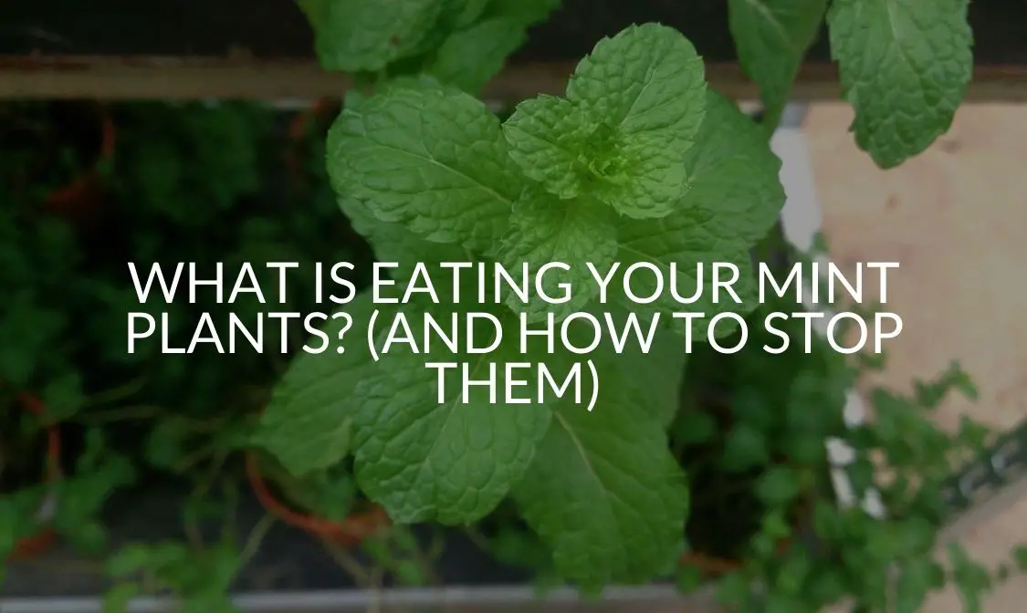 What Is Eating Your Mint Plants? (And How To Stop Them)