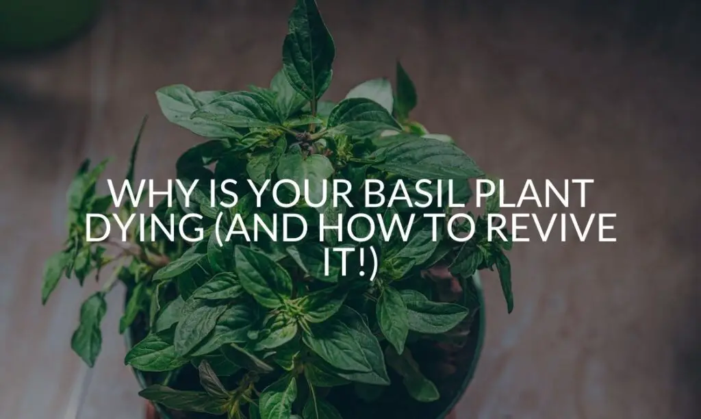 Why Is Your Basil Plant Dying (And How To Revive It!) Soak And Soil