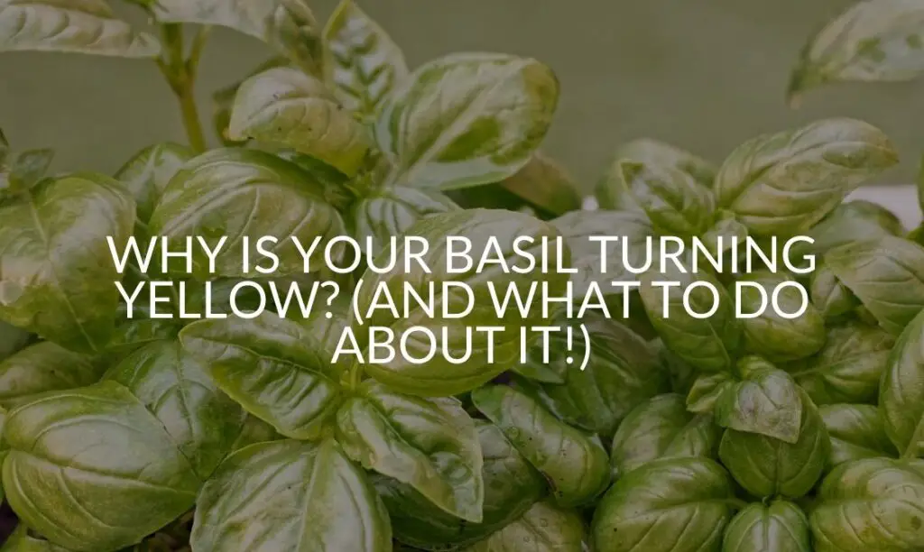 Why Is Your Basil Plant Wilting & Drooping? (And What To Do) Soak And