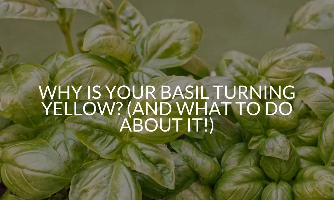 Why Is Your Basil Turning Yellow? (And What To Do About It!)