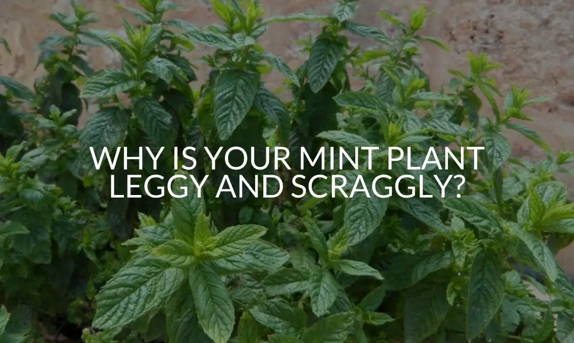 Why Is Your Mint Plant Leggy And Scraggly_