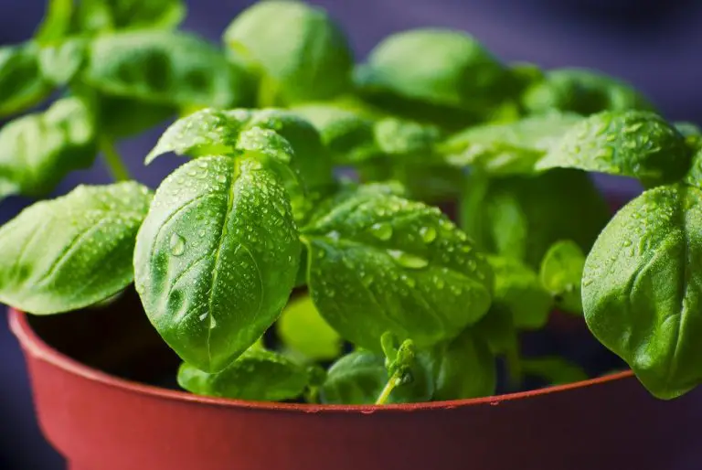 Why Is Your Basil Plant Dying (And How To Revive It