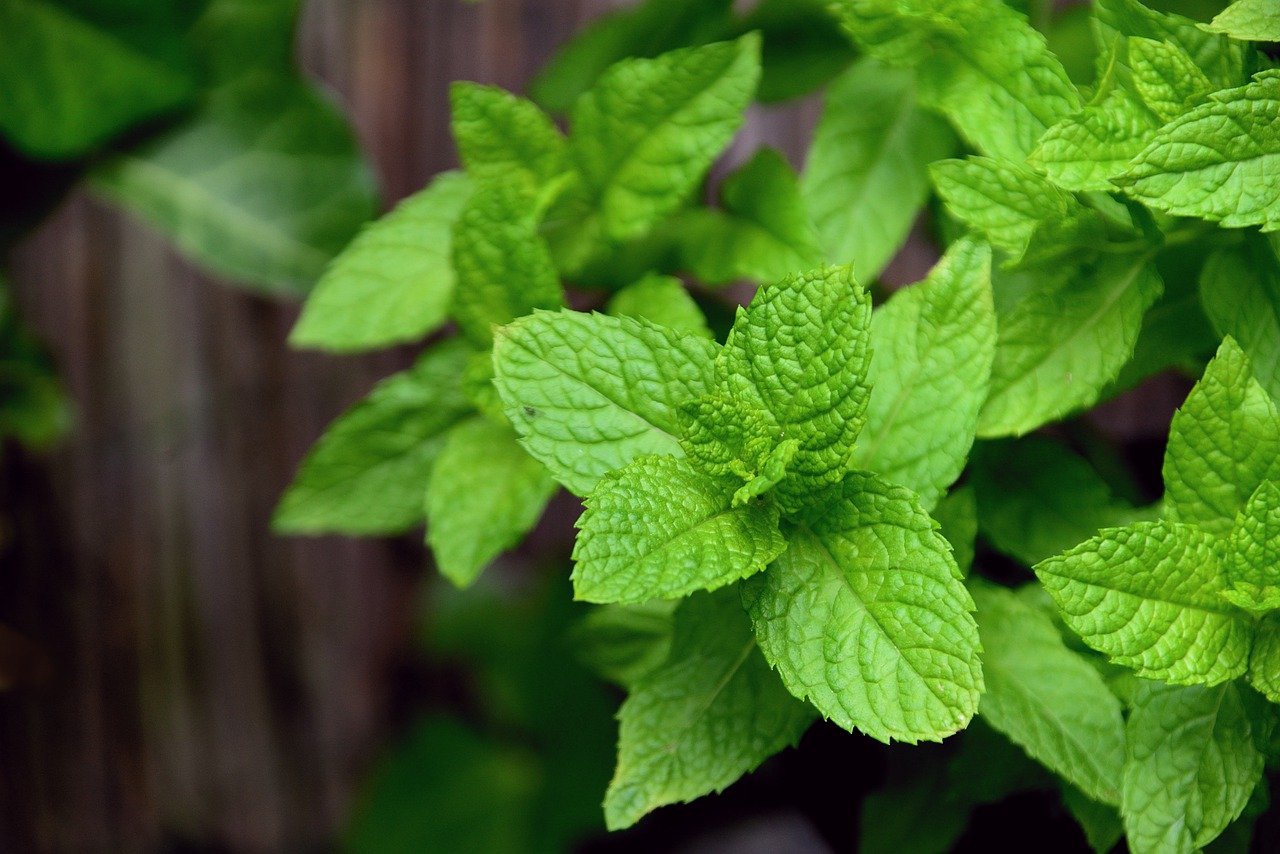 Can Mint Survive The Winter? & Tips For Survival Soak And Soil