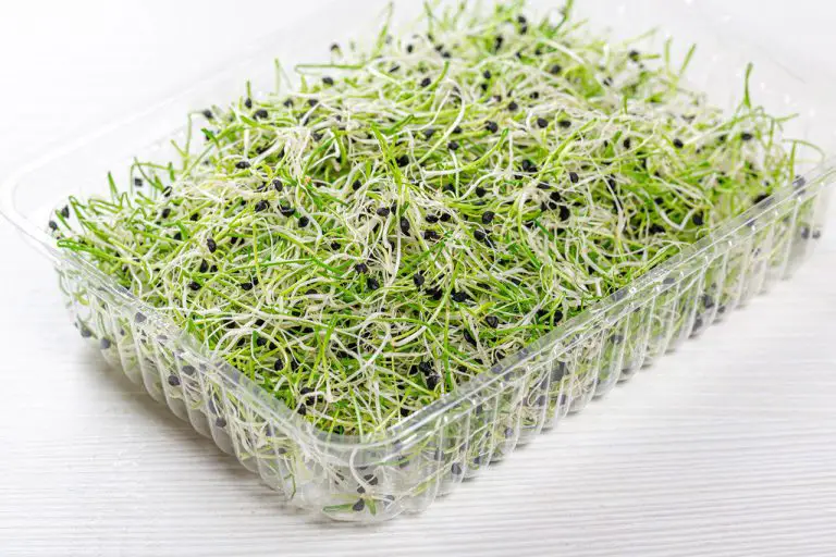 How To Grow Microgreens On A Paper Towel (Step By Step) Soak And Soil