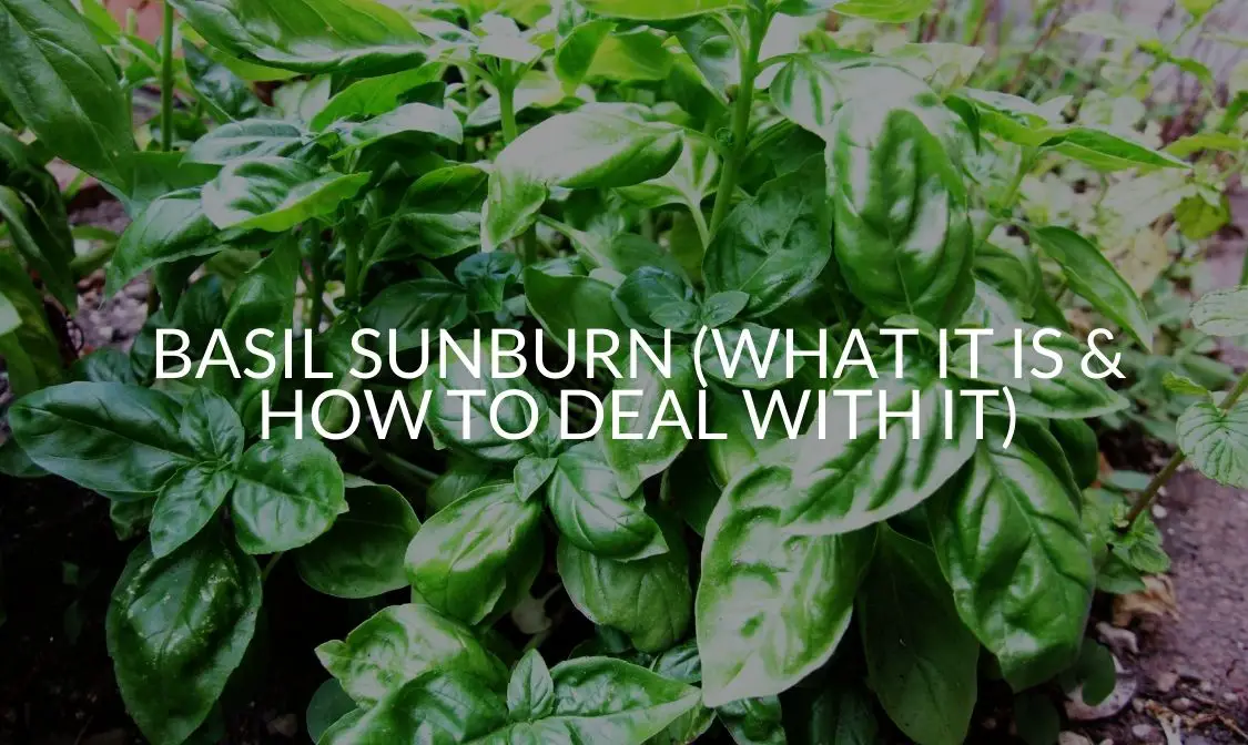 Basil Sunburn (What It Is & How To Deal With It)