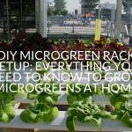 DIY Microgreen Rack Setup: Everything You Need To Know To Grow Microgreens At Home