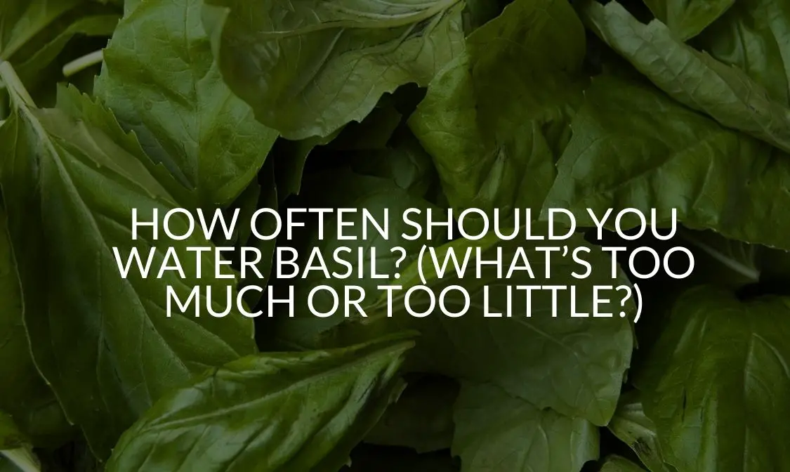 How Often Should You Water Basil? (What's Too Much Or Too Little?)