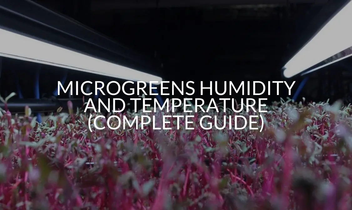 Microgreens Humidity And Temperature (Complete Guide)