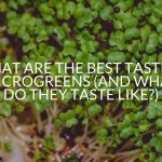 What Are The Best Tasting Microgreens (And What Do They Taste Like?)
