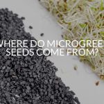Where Do Microgreen Seeds Come From?