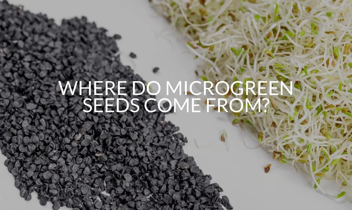 Where Do Microgreen Seeds Come From