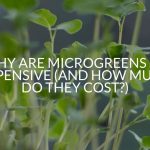 Why Are Microgreens So Expensive (And How Much Do They Cost?)