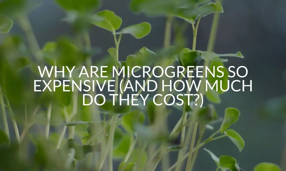 Why Are Microgreens So Expensive (And How Much Do They Cost)