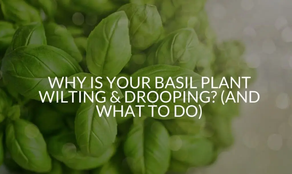 Why Is Your Basil Plant Wilting &amp; Drooping? (And What To