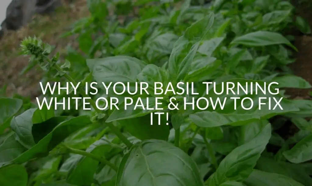 Basil Turning Brown (Brown Leaves & Woody Stem Included) Soak And Soil