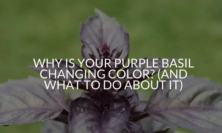 Why Is Your Purple Basil Changing Color? (And What To Do About It ...