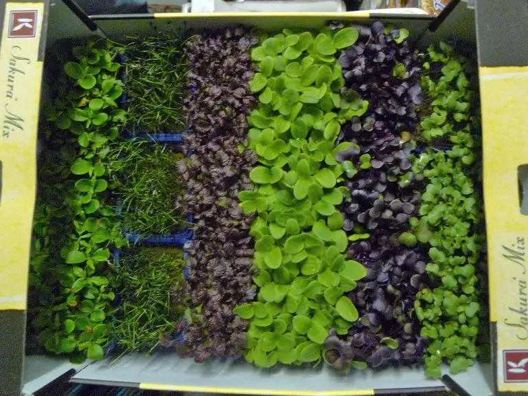 DIY Microgreen Rack Setup: Everything You Need To Know To Grow ...