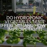 Do Hydroponic Vegetables Taste Different? (And How To Improve Taste)