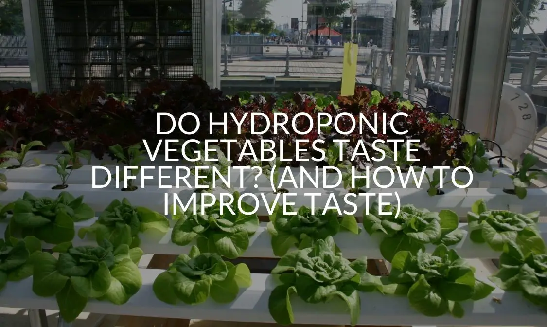 Do Hydroponic Vegetables Taste Different (And How To Improve Taste) (1)