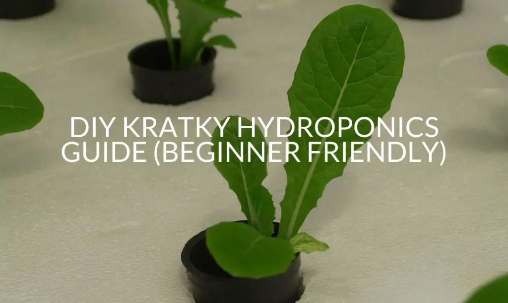 DIY Kratky Hydroponics Guide (Beginner Friendly) Soak And Soil