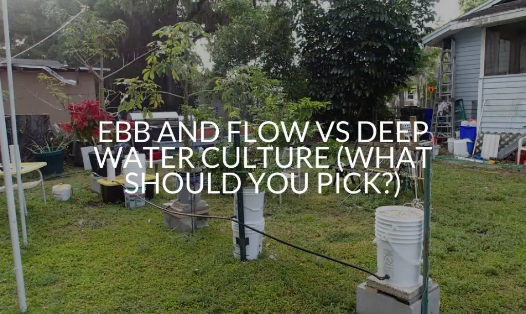 Ebb And Flow Vs Deep Water Culture (What Should You Pick?) Soak And Soil