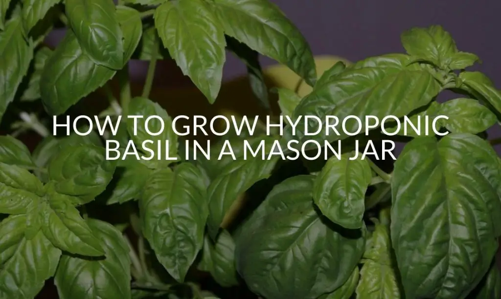 How To Grow Hydroponic Basil In A Mason Jar (Step By Step) Soak And Soil