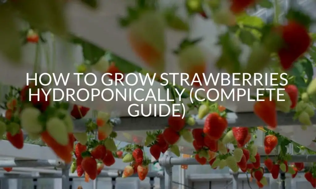 How To Grow Strawberries Hydroponically GUIDE) Soak And Soil