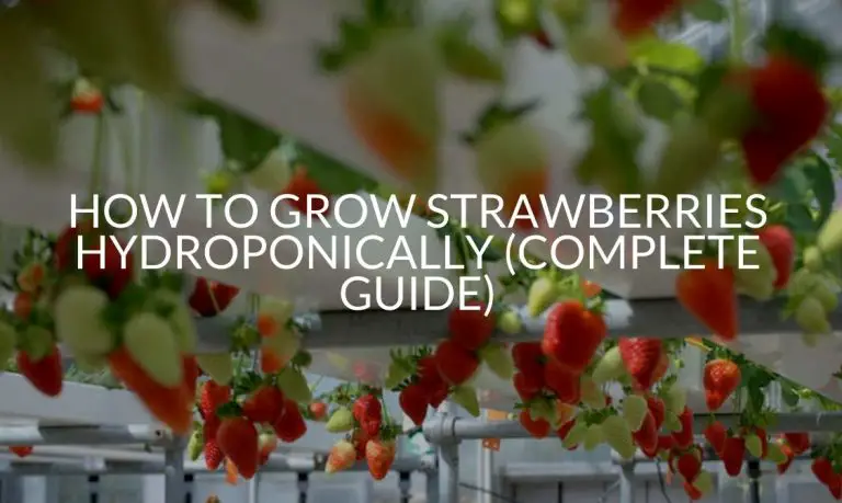 how-to-grow-strawberries-hydroponically-complete-guide-soak-and-soil