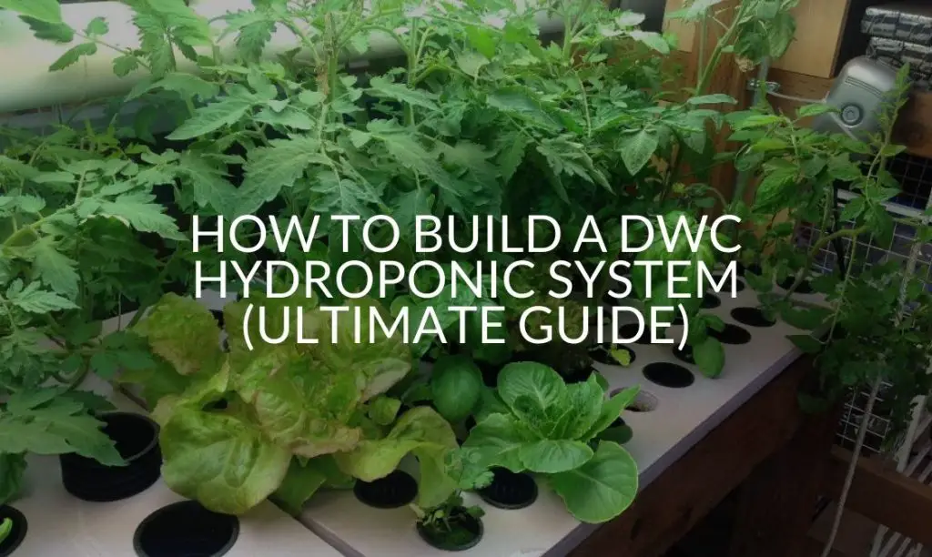How to Build a DWC Hydroponic System (Ultimate Guide) Soak And Soil