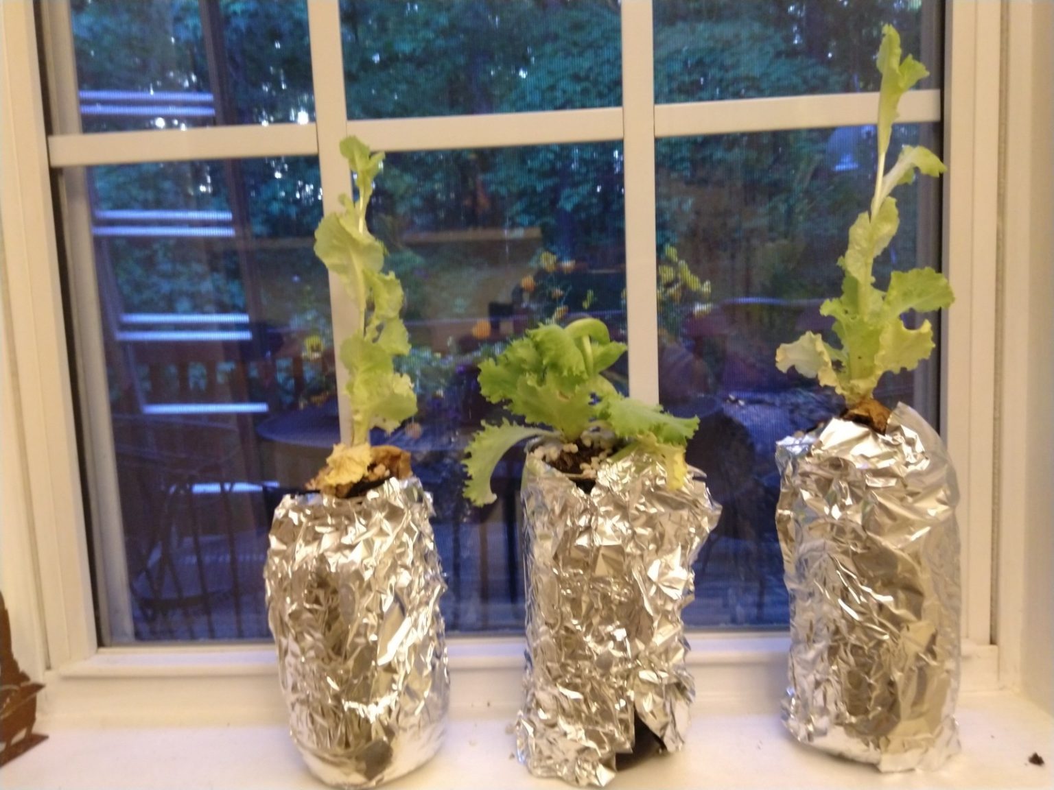 DIY Kratky Hydroponics Guide (Beginner Friendly) Soak And Soil