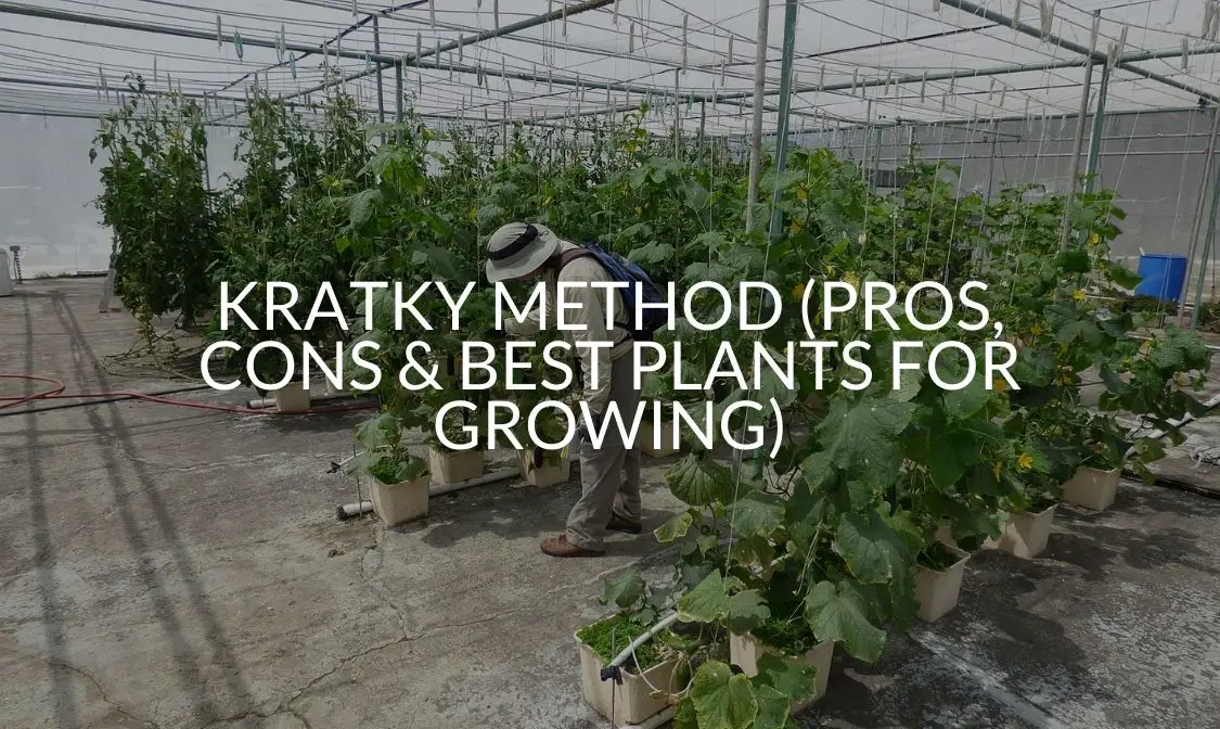 Kratky Method (Pros, Cons & Best Plants For Growing)