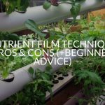 Nutrient Film Technique Pros & Cons (+Beginner Advice)