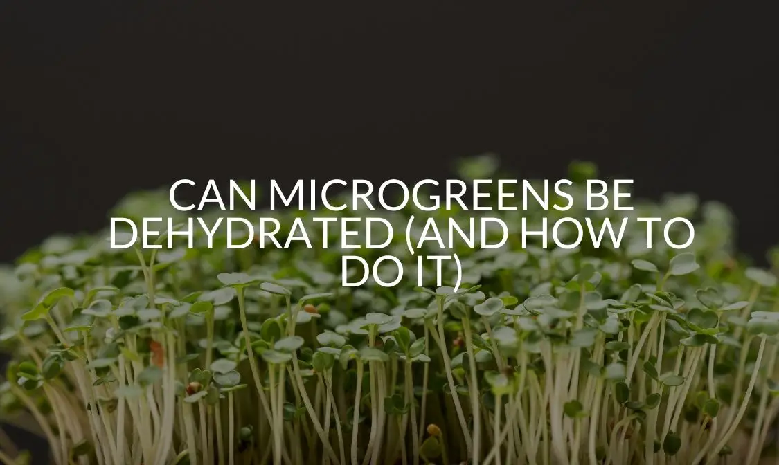 Can Microgreens Be Dehydrated (And How To Do It)