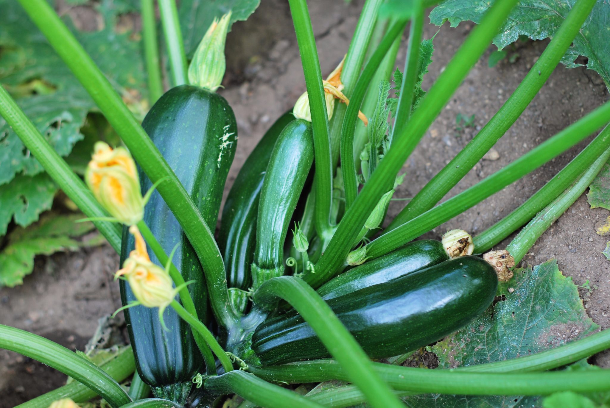 Why Do Zucchini Leaves Turn White (And What To Do About It