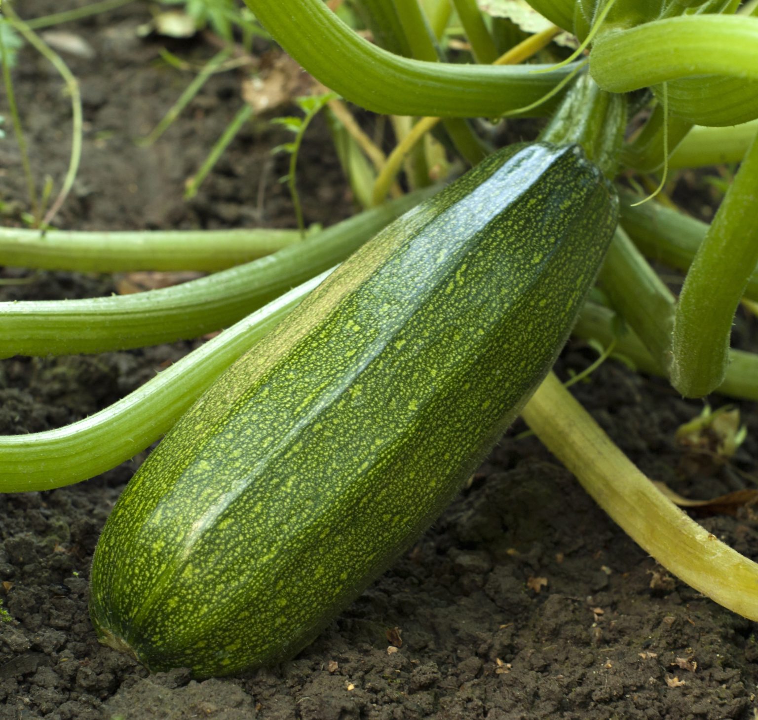 How To Stop Zucchini Leaves Turning Yellow (And Why It Happens) Soak And Soil