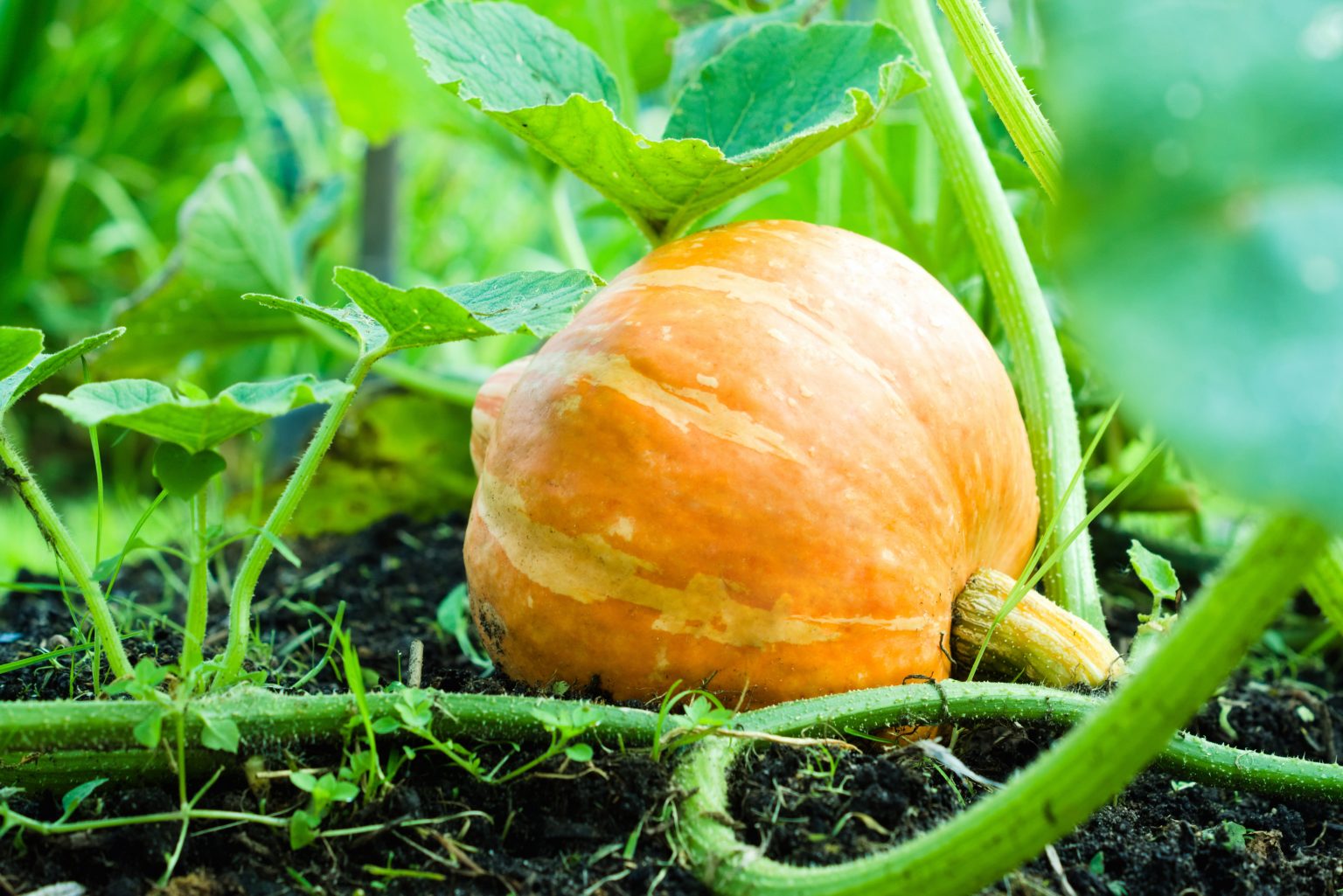 Why Is Your Squash Plant Turning Yellow (And What To Do About It) Soak And Soil